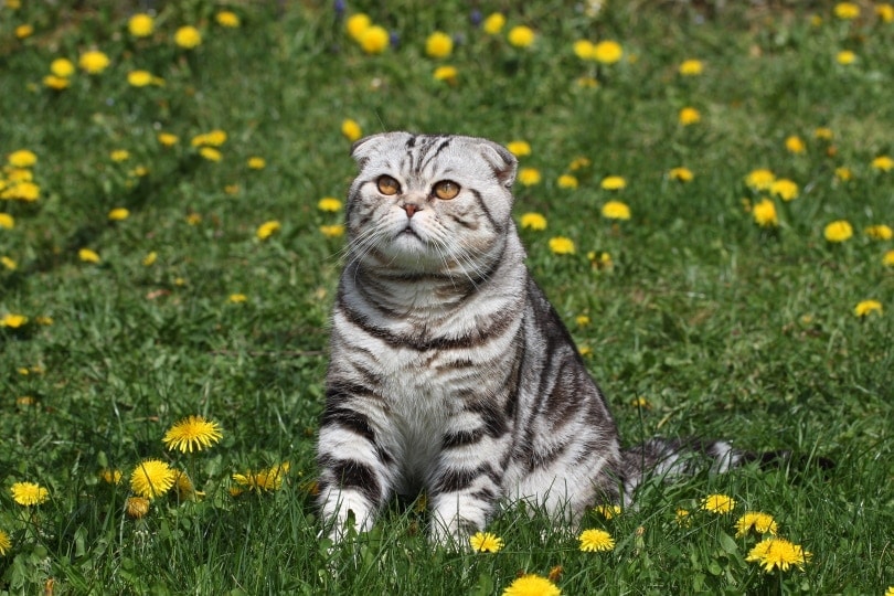 british shorthair cat